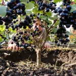 Le fruitier le plus simple du jardin : même sans main verte, il pousse et donne vite des fruits